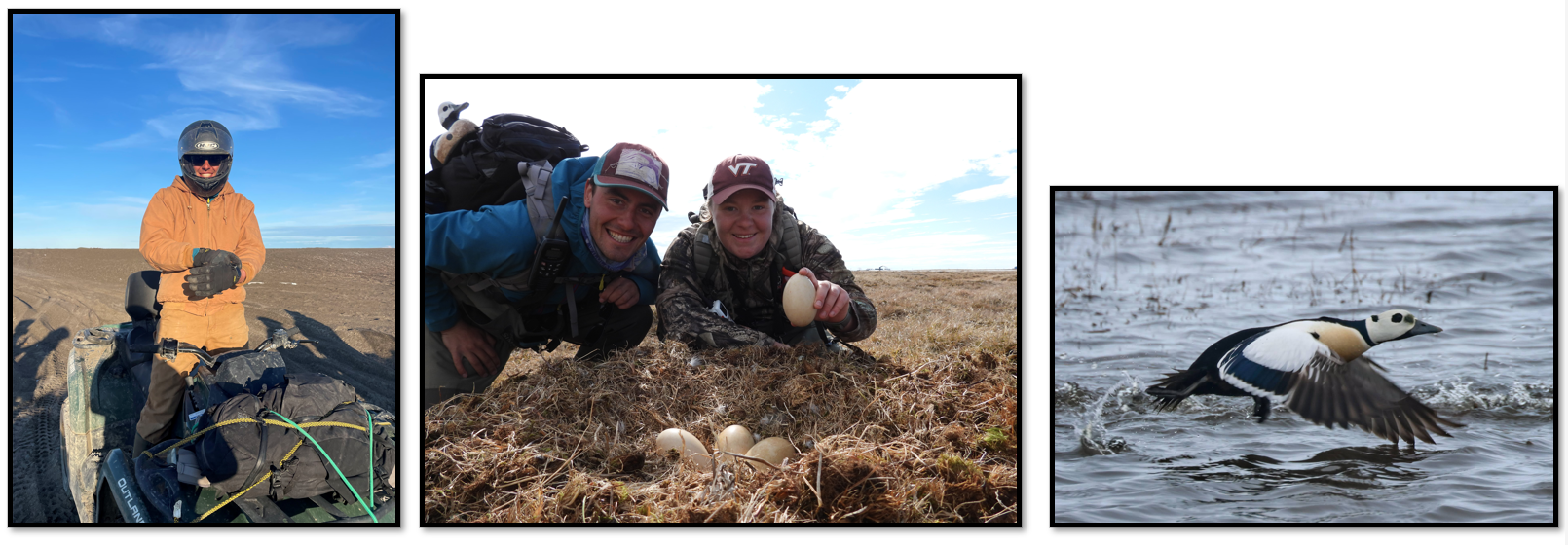 ESA-Listed Arctic Sea Duck Recovery