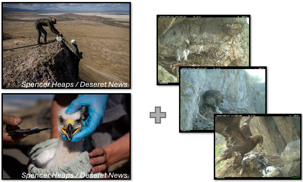 Golden Eagle Nestling Toxicology