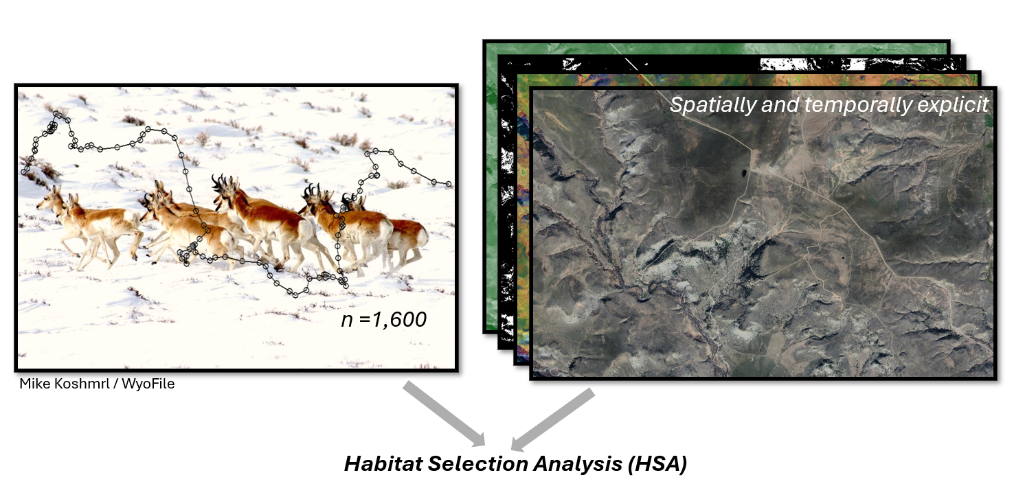 Habitat Selection Analysis